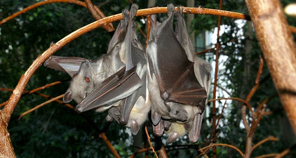 Fruit bats. Source https://www.sciencenews.org/article/animal-source-ebola-outbreak-eludes-scientists