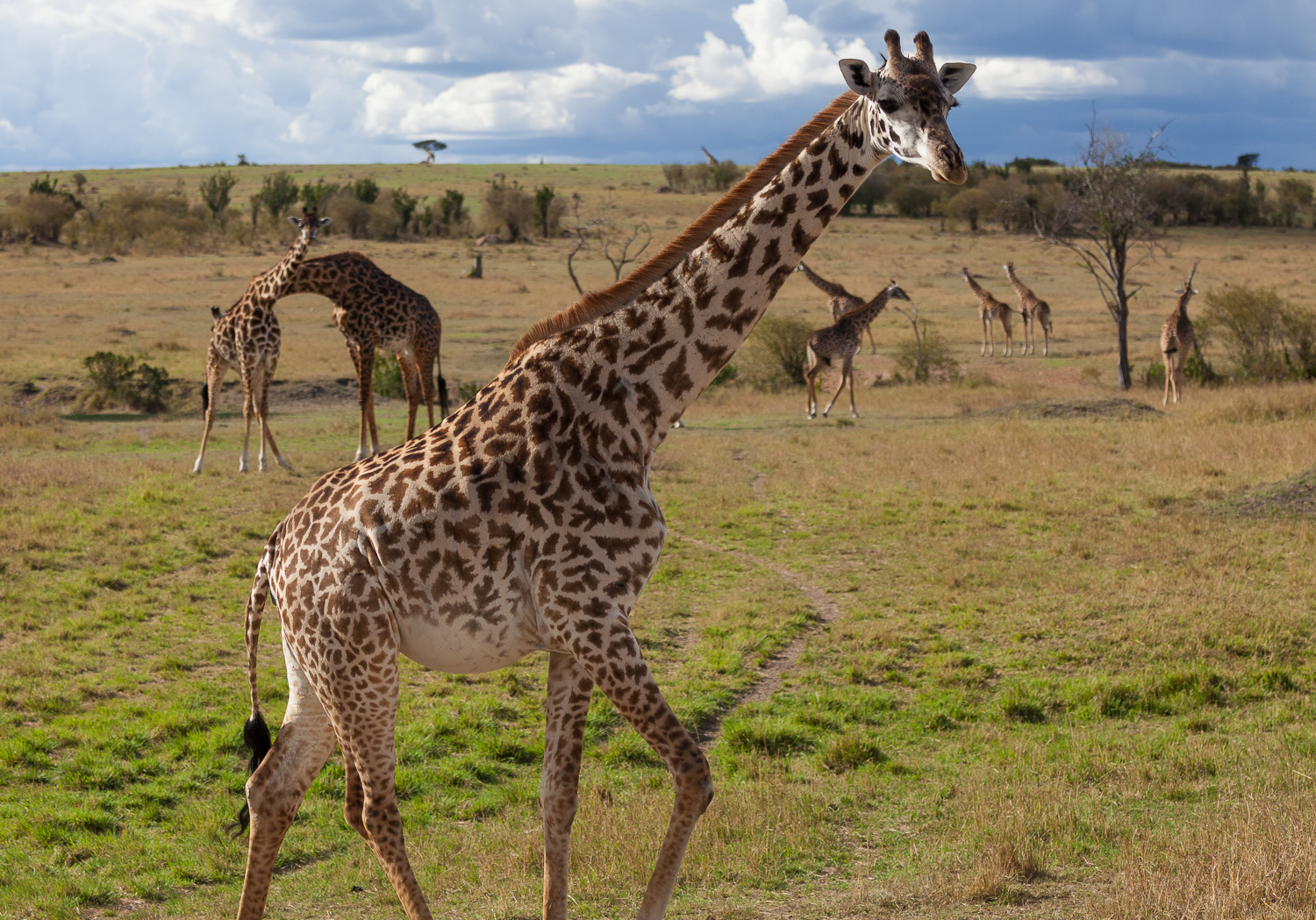 Masai giraffe Wikipedia