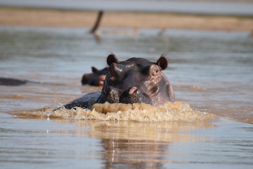 Hippo in Luangwa River