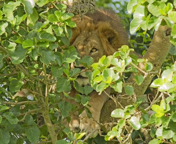 Tree-climbing lion in QENP, Uganda