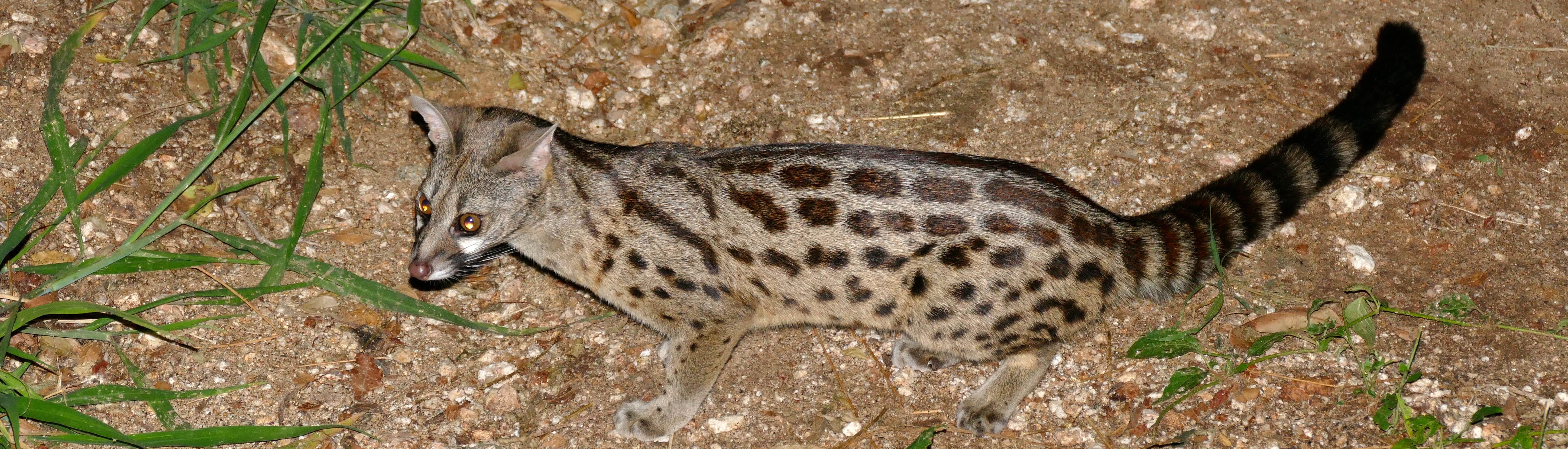 Large-spotted genet | Wikimedia