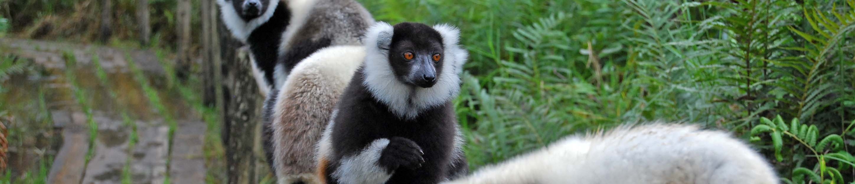 Black and white ruffled lemur | Andasibe, Madagascar