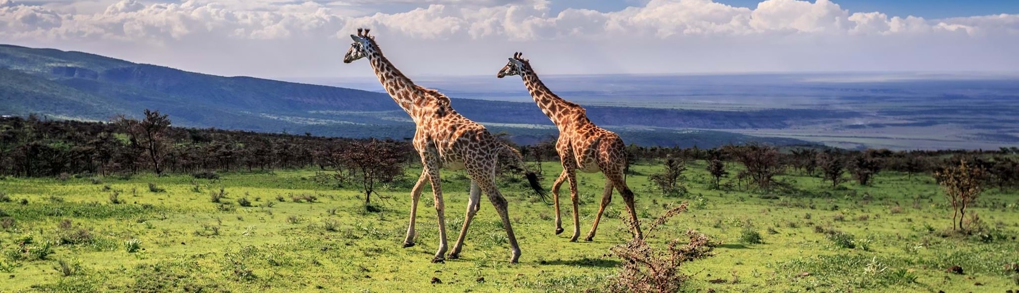 Katavi National Park | Yellow Giraffe Safaris
