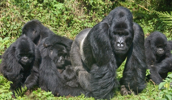 A silverback with mountain gorilla family in Rwanda