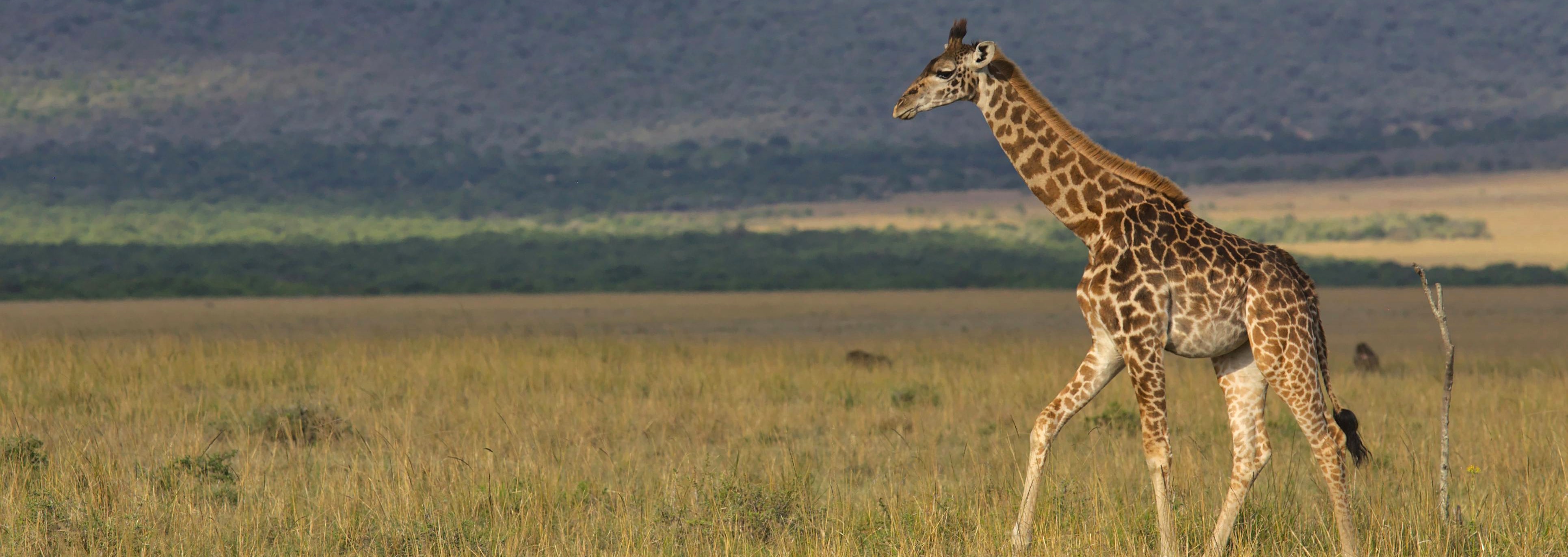 Masai giraffe in Kenya