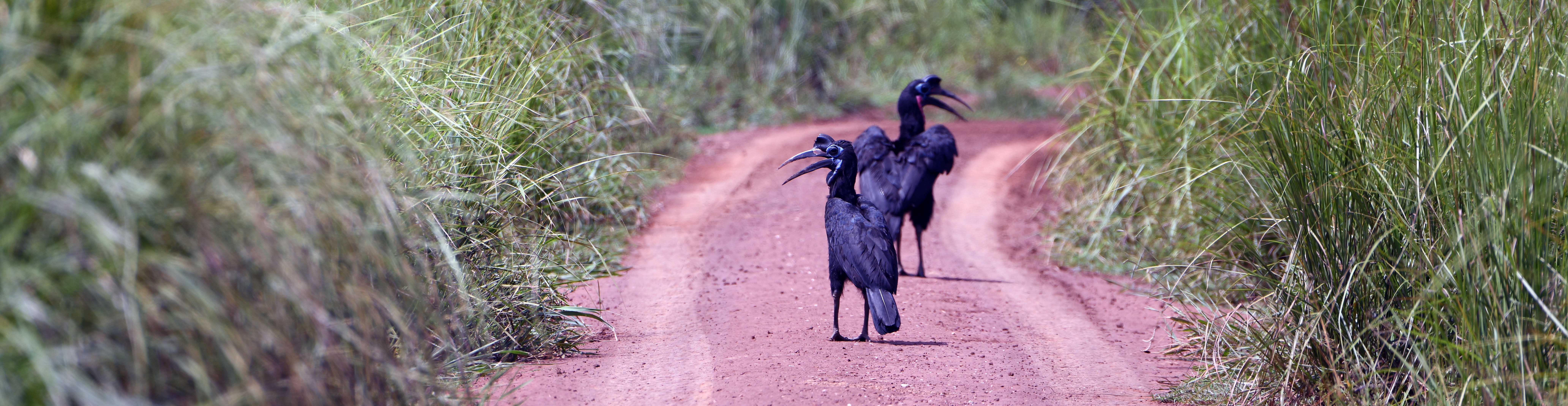 Abyssinian ground hornbill in Garamba DRC