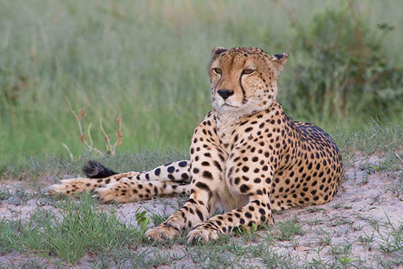 Your African Safari photo gallery