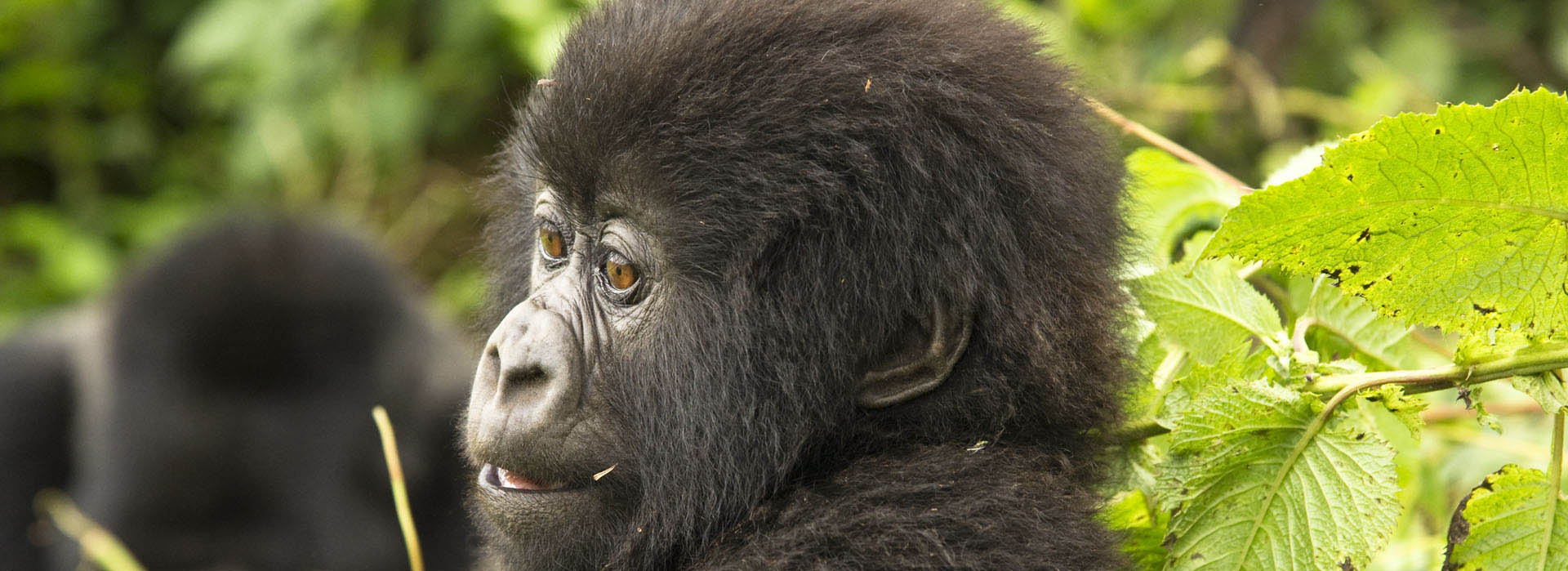 Mountain gorilla juvenille