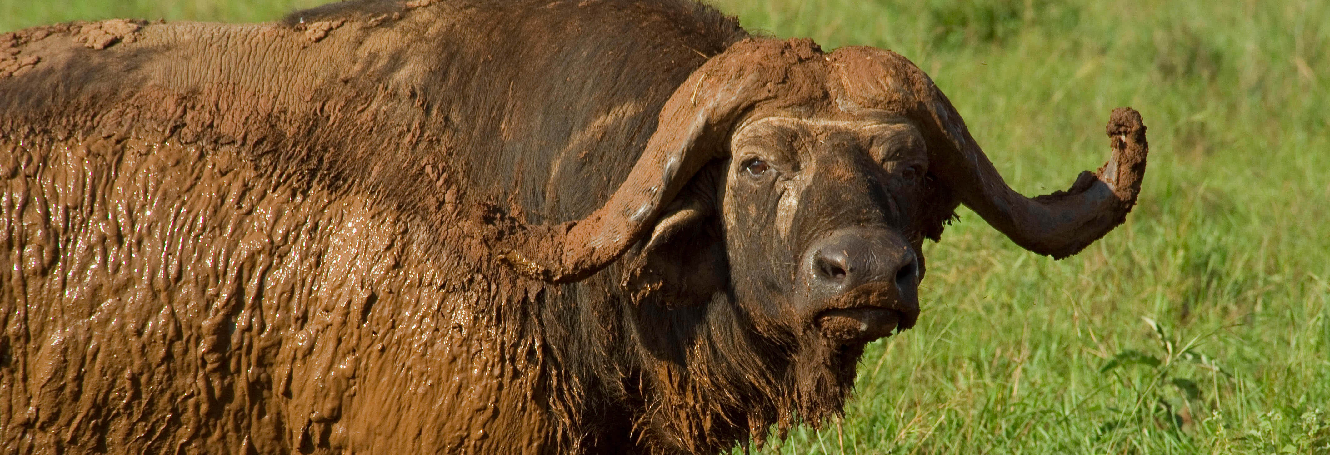Cape or African buffalo