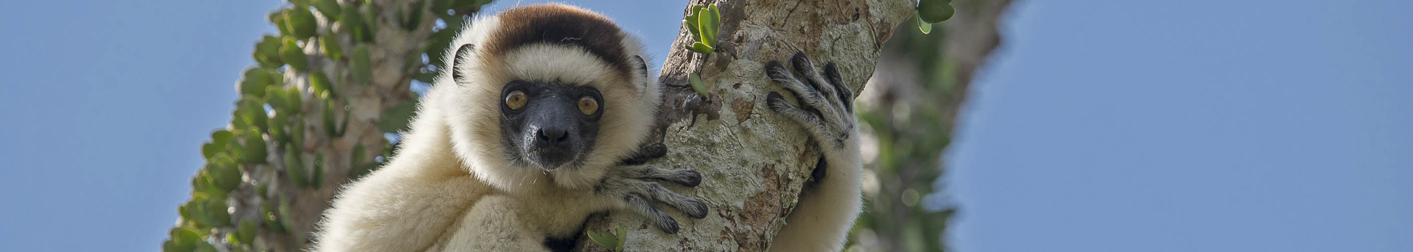 Verreaux sifaka lemur | Mandrare River Camp