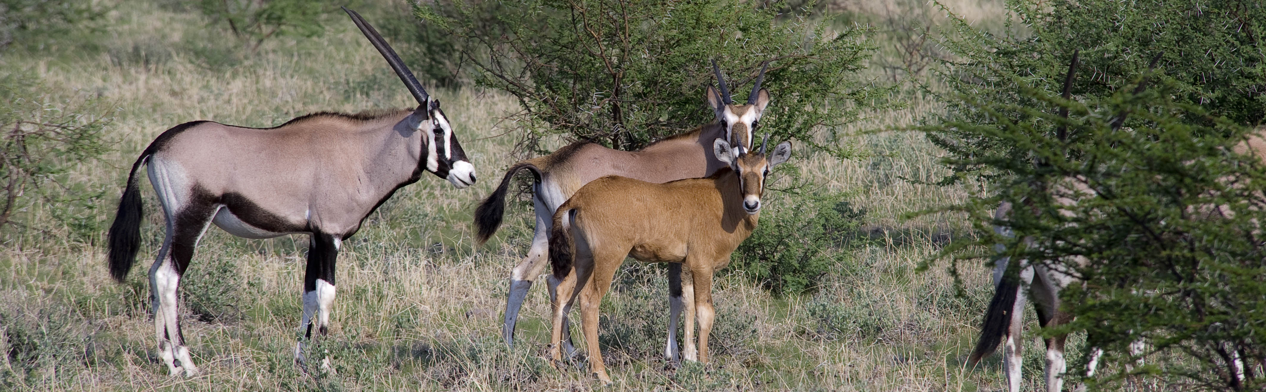 Adult and juvenile gemsbok in Central Kalahari | J.Goetz