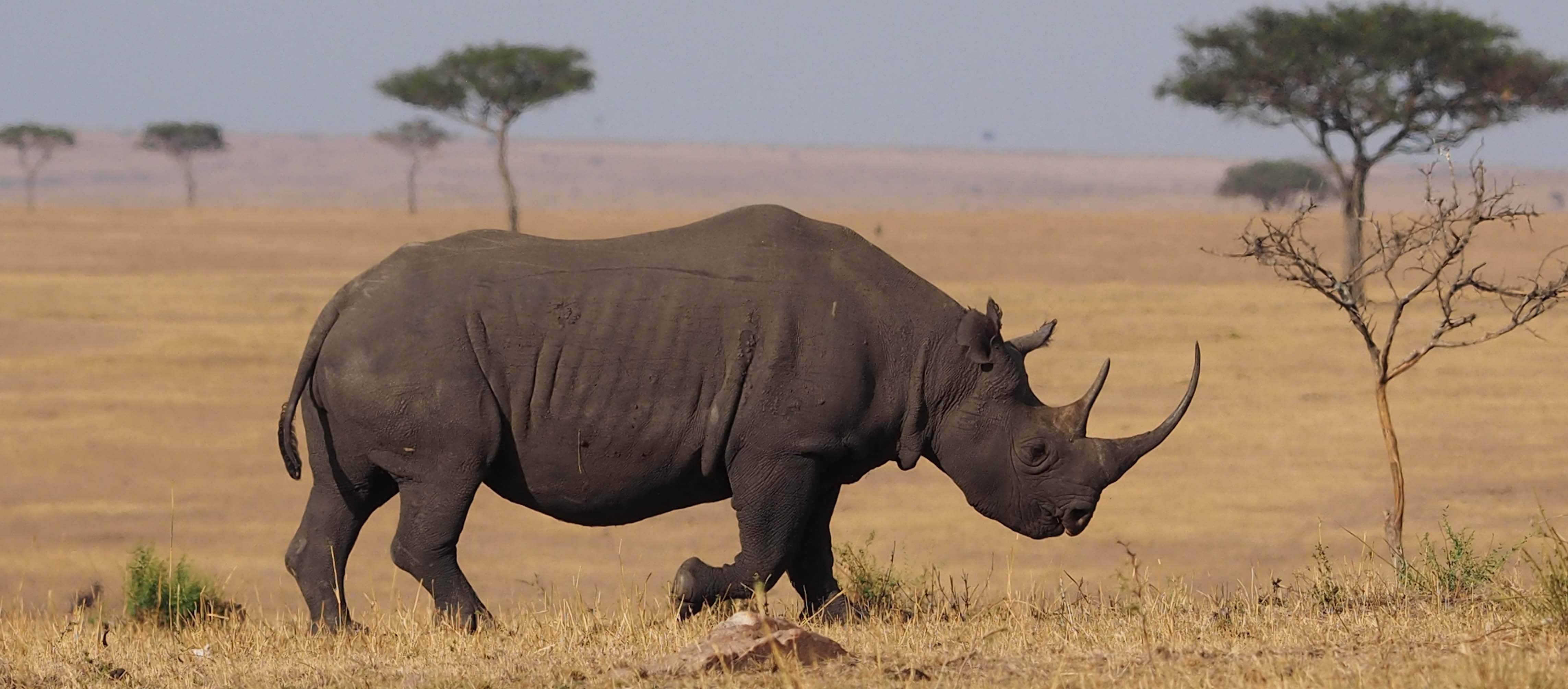 Black rhino in Northern Serengeti | Monarch Safari Guides