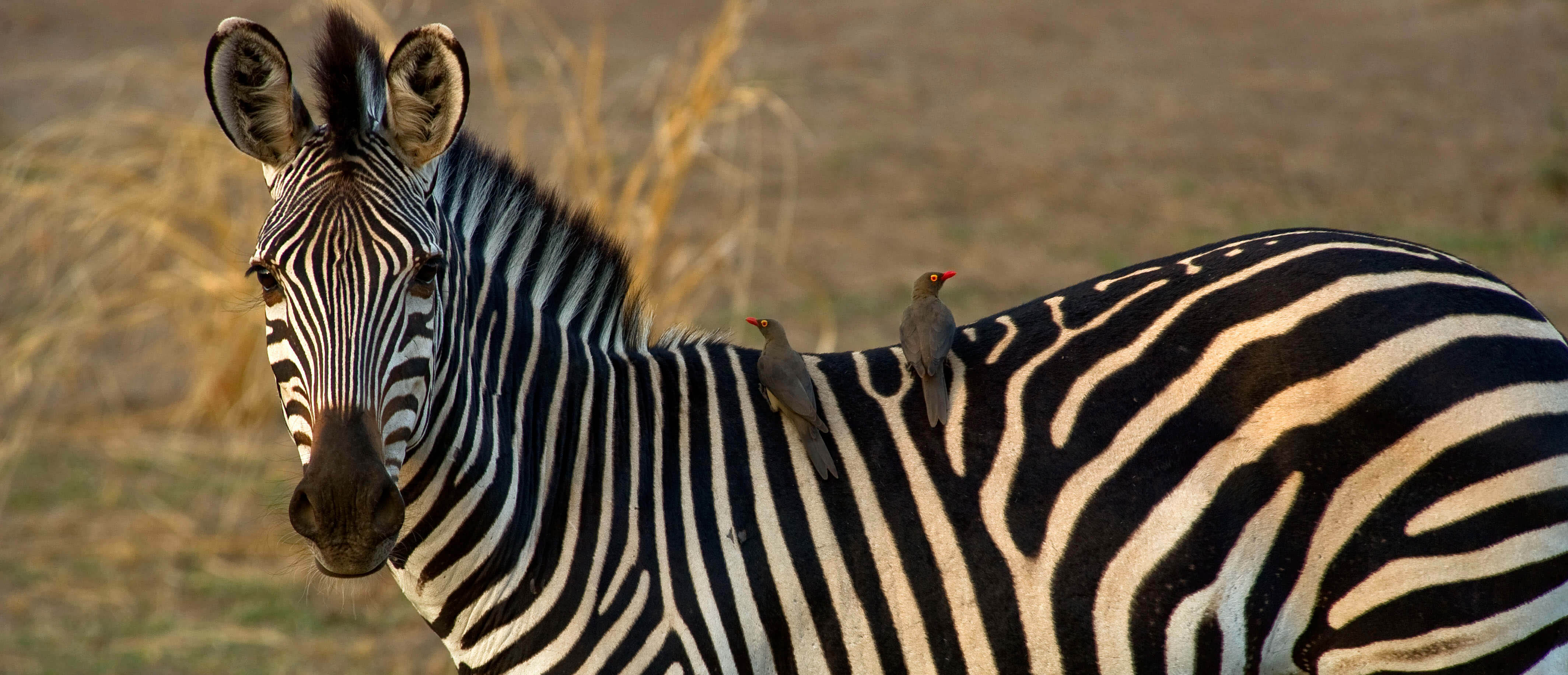 Zebra—African Wildlife—Your African Safari