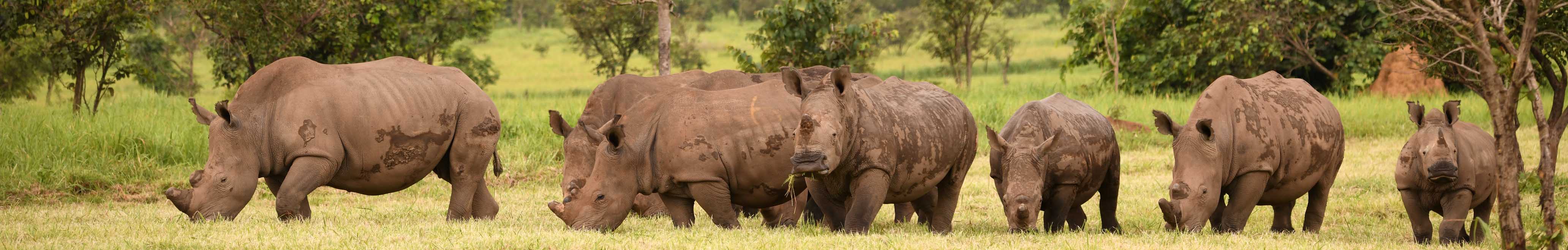 Garamba National Park, Africa. Photo by Creative Commons