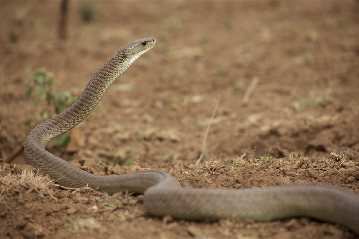 Photo by: - Black mamba in the african savanna