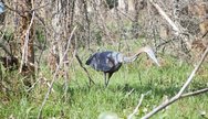 lake naivasha bird watching