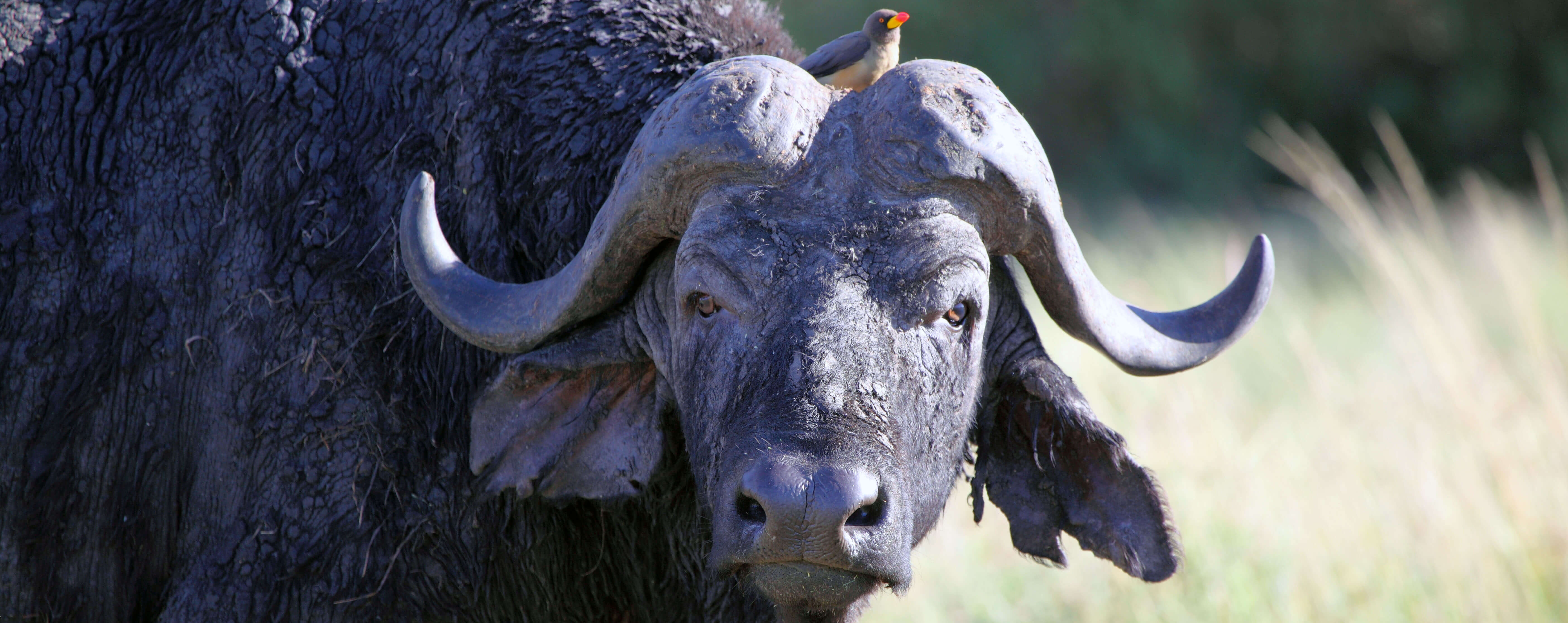 Cape buffalo, one of the big five safari animals