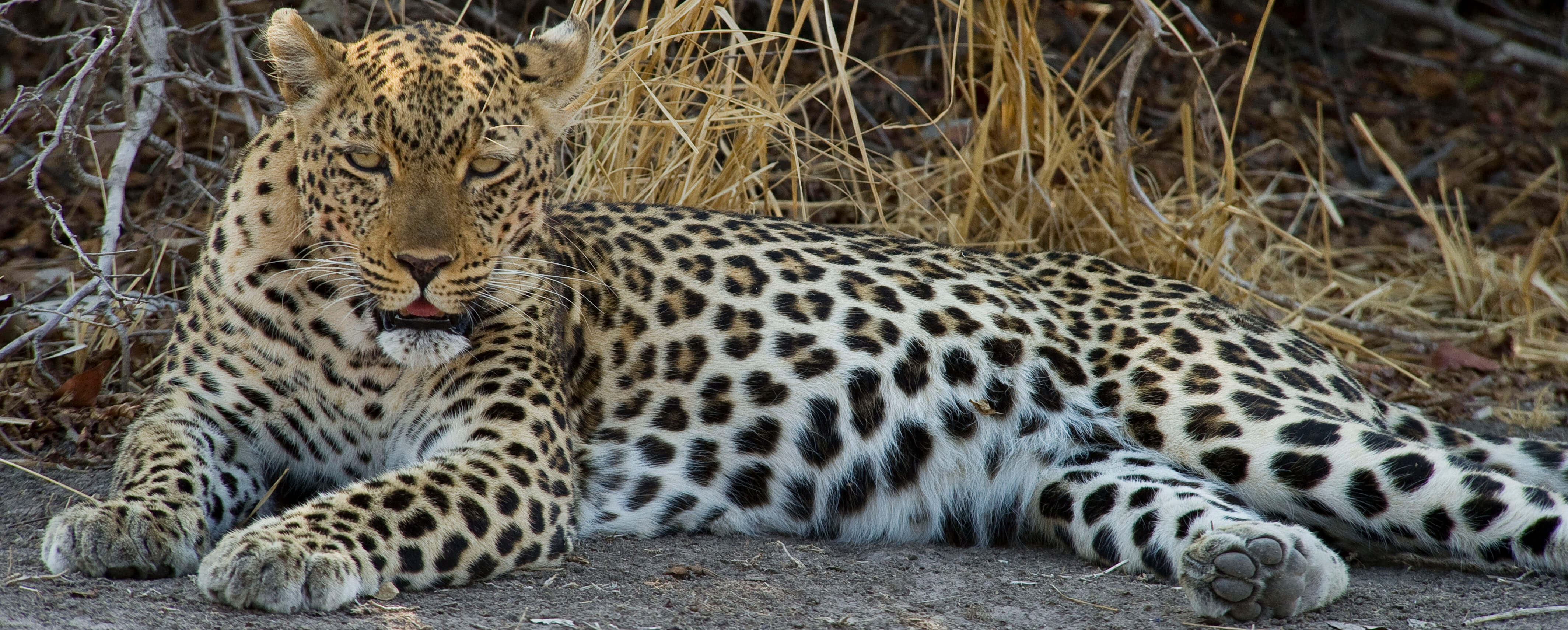 Leopard in Zambia, one of the big five safari animals