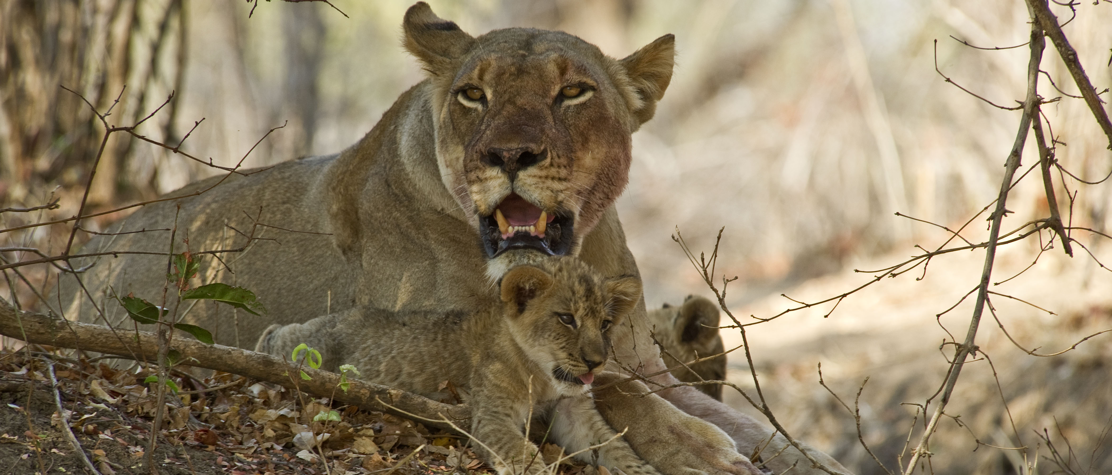 Lioness with cubs. Lion is one of the big five safari animals.