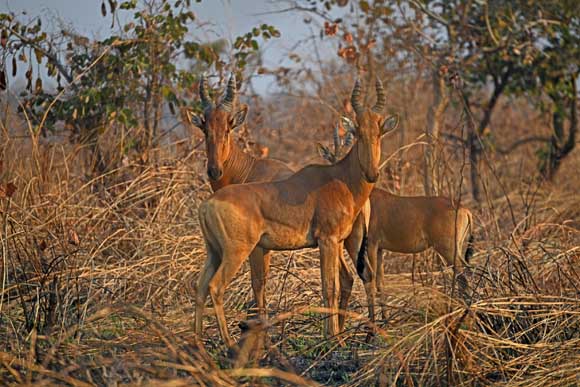 Lelwel’s hartebeest