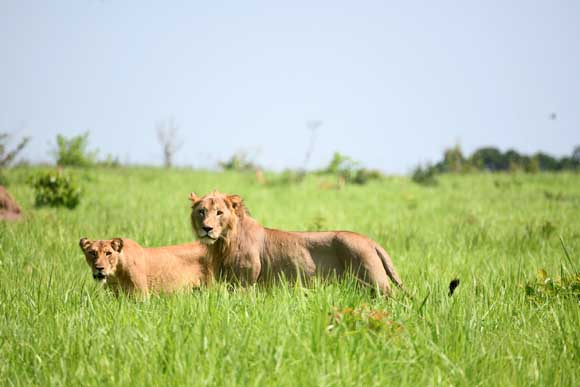 Lions of Garamba