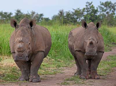 Southern white rhinos in Garamba.