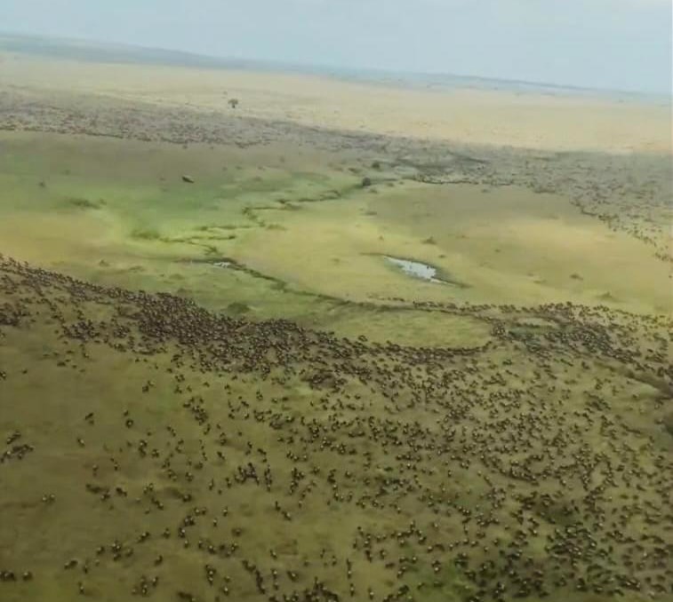 Wildebeest seen from above