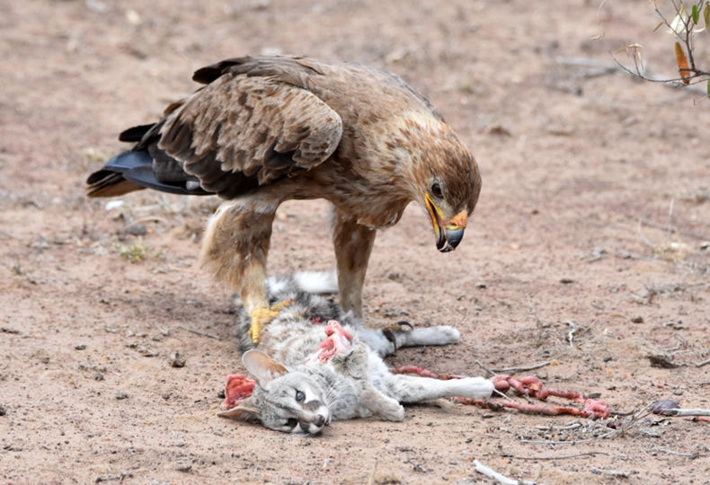 Tawny eagle with genet kill