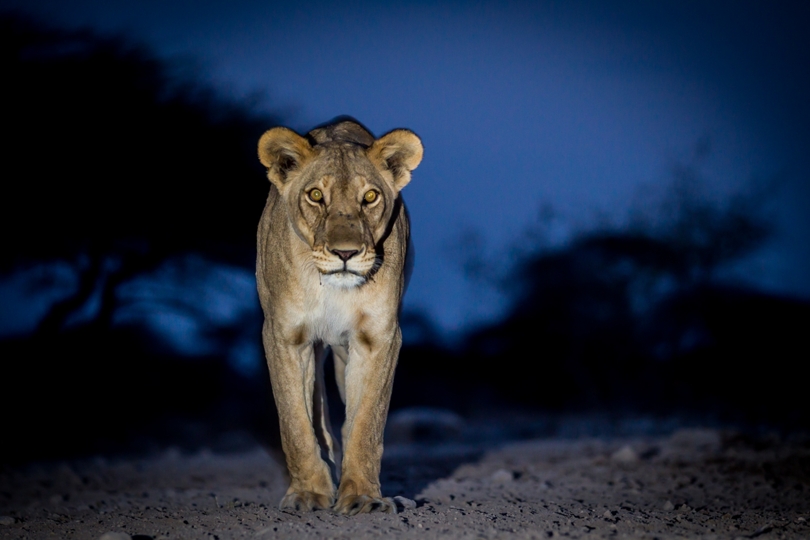 Lion in Etosha, taken from photographic hide