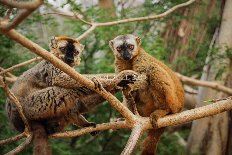 Red-fronted brown lemurs