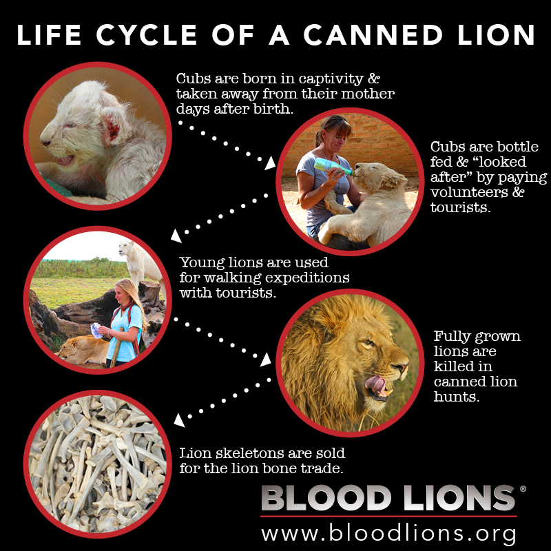 Life cycle of a canned lion