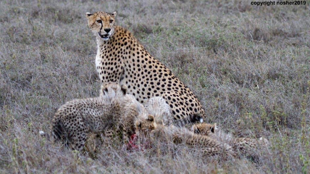 Cheetah with her cubs in the Serengeti