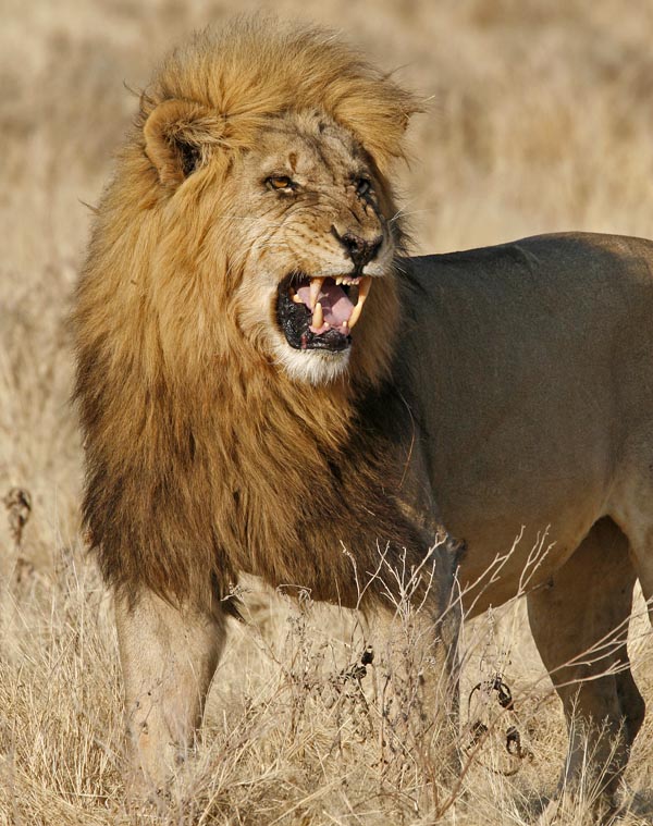 Flehman response in male lion