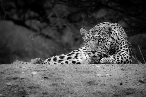 Leopard in Etosha ready to pounce