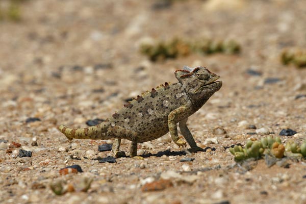Namaqua chameleon, Your Safari