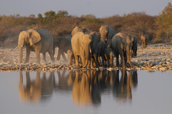 Elephants at watering hole in Etosha