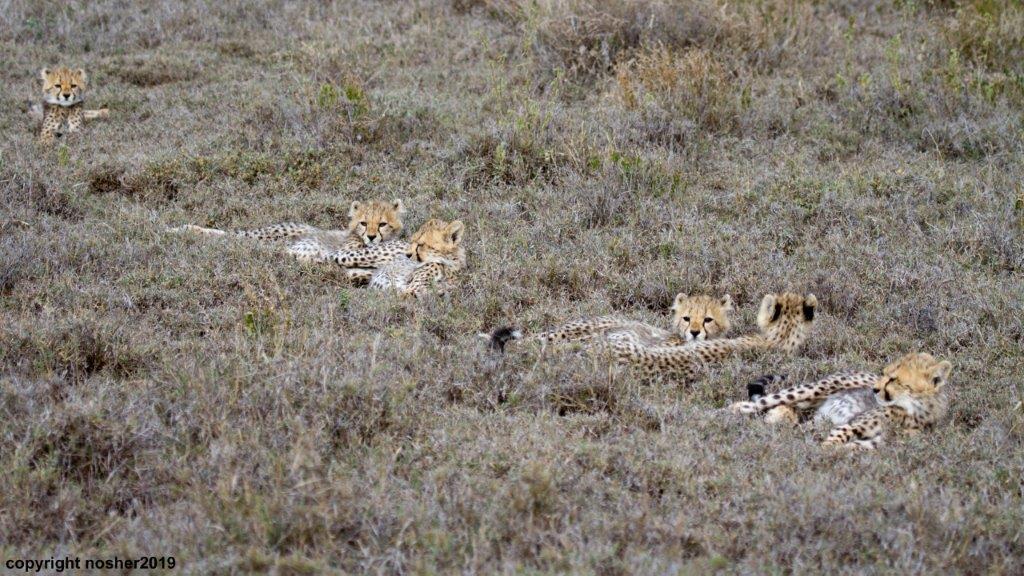 Adorable cheetah cubs in the Serengeti