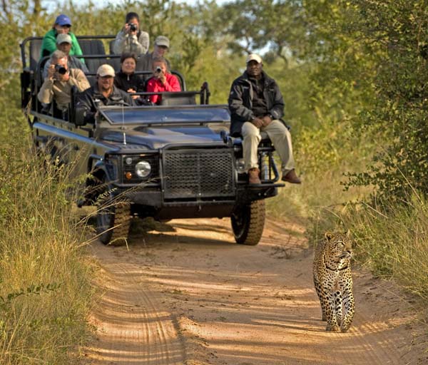 African safari with leopard