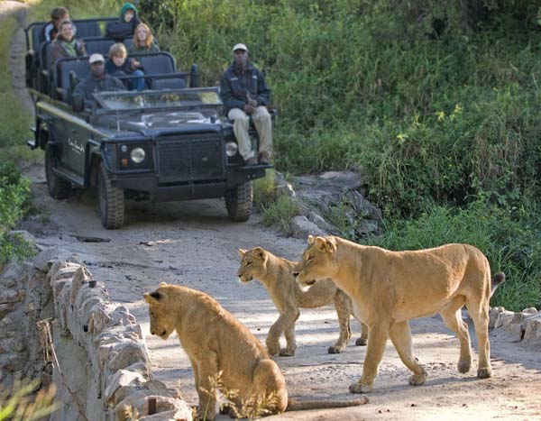 Safari vehicle pride of lions